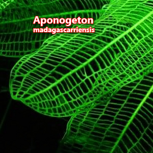 Aponogeton madagascariensis